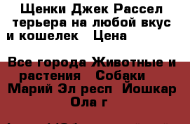 Щенки Джек Рассел терьера на любой вкус и кошелек › Цена ­ 13 000 - Все города Животные и растения » Собаки   . Марий Эл респ.,Йошкар-Ола г.